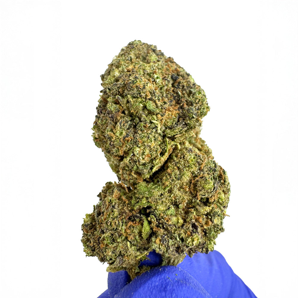 Blueberry Muffin #B2 CBD - Indoor