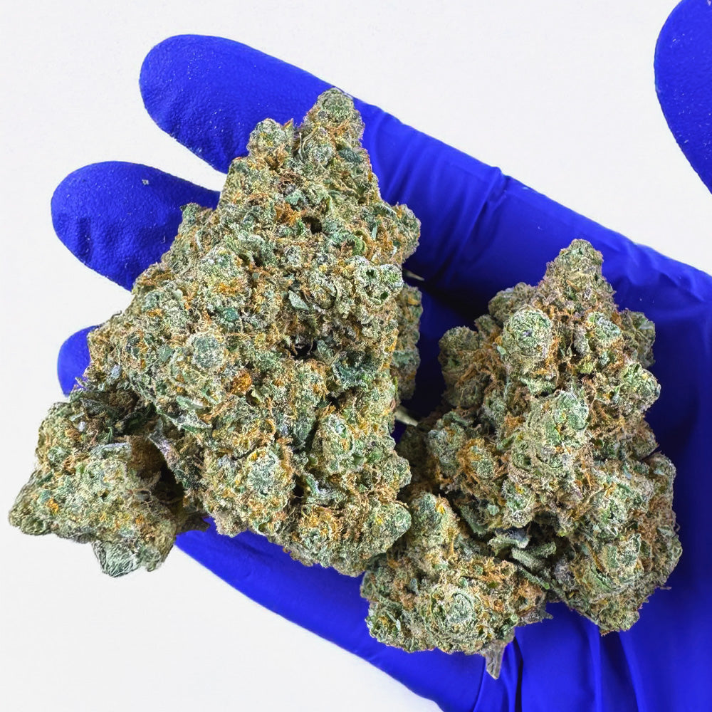 Lemon Haze HT CBD - Indoor