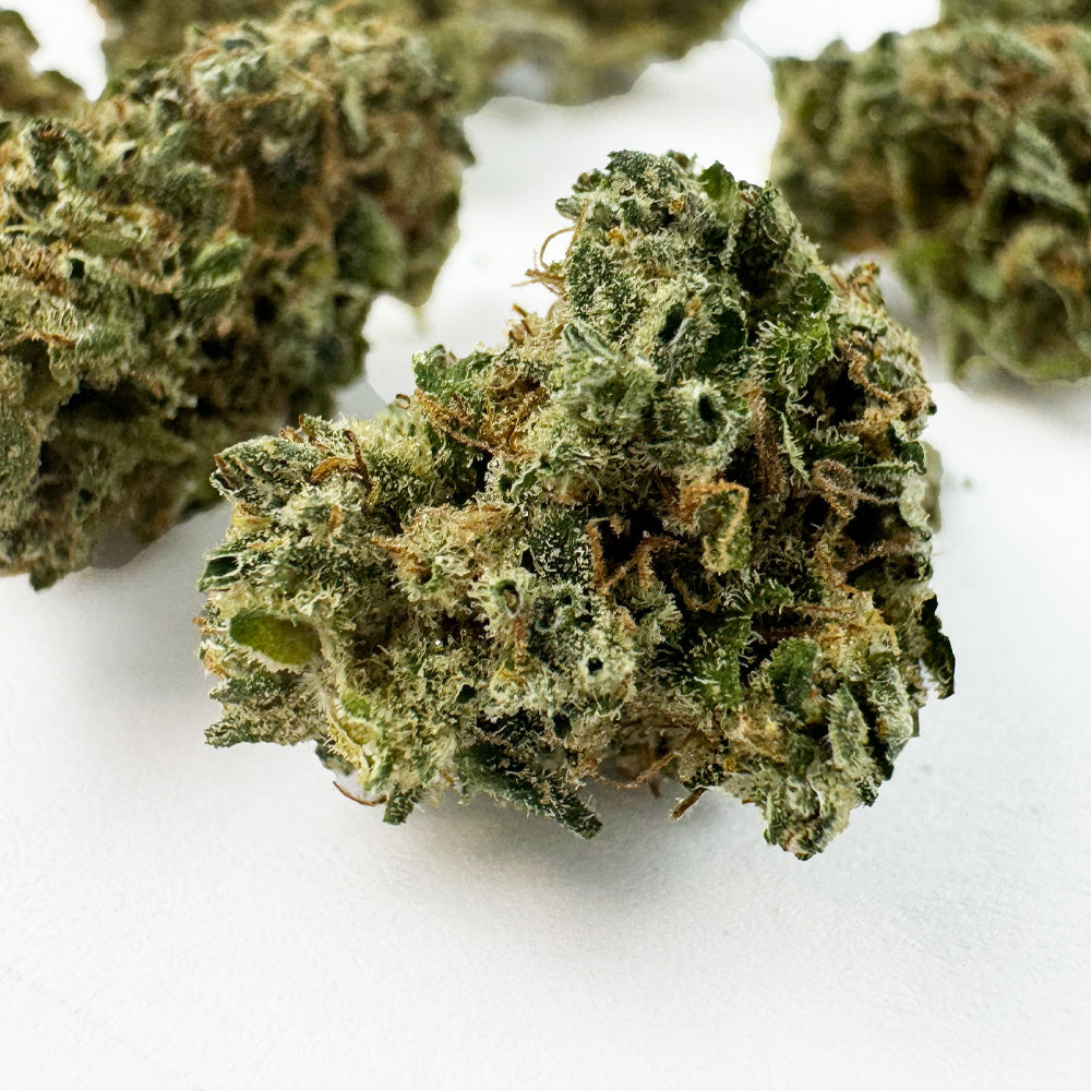 Small buds NLX - Indoor