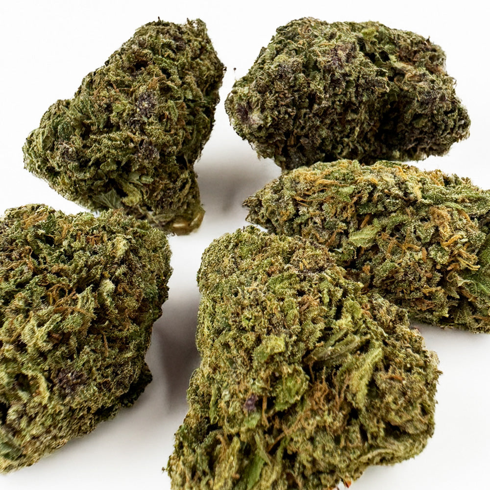 Purple Snowman - Hybride USA