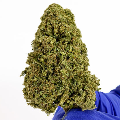 Biscotti - Glasshouse