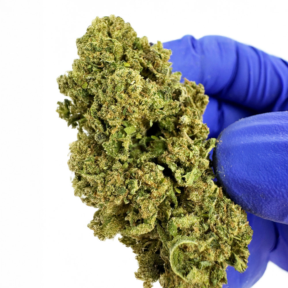 Biscotti - Glasshouse