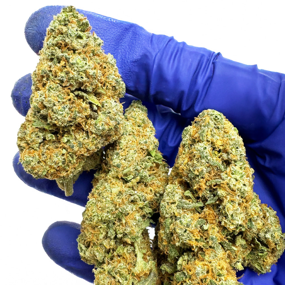 Blueberry Muffin CBD - Indoor