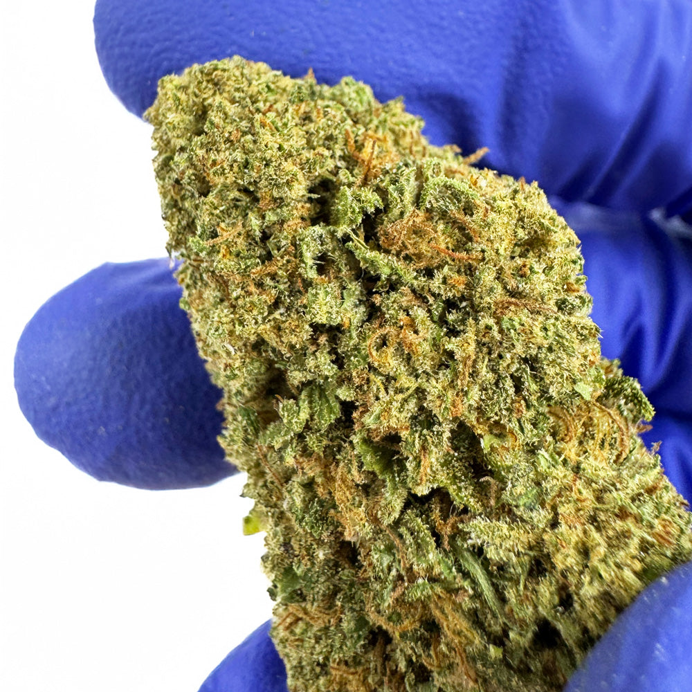 Cake Berry - Hybride US