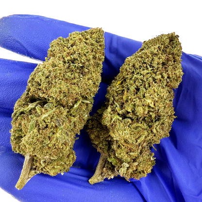 Candy Melon - Glasshouse