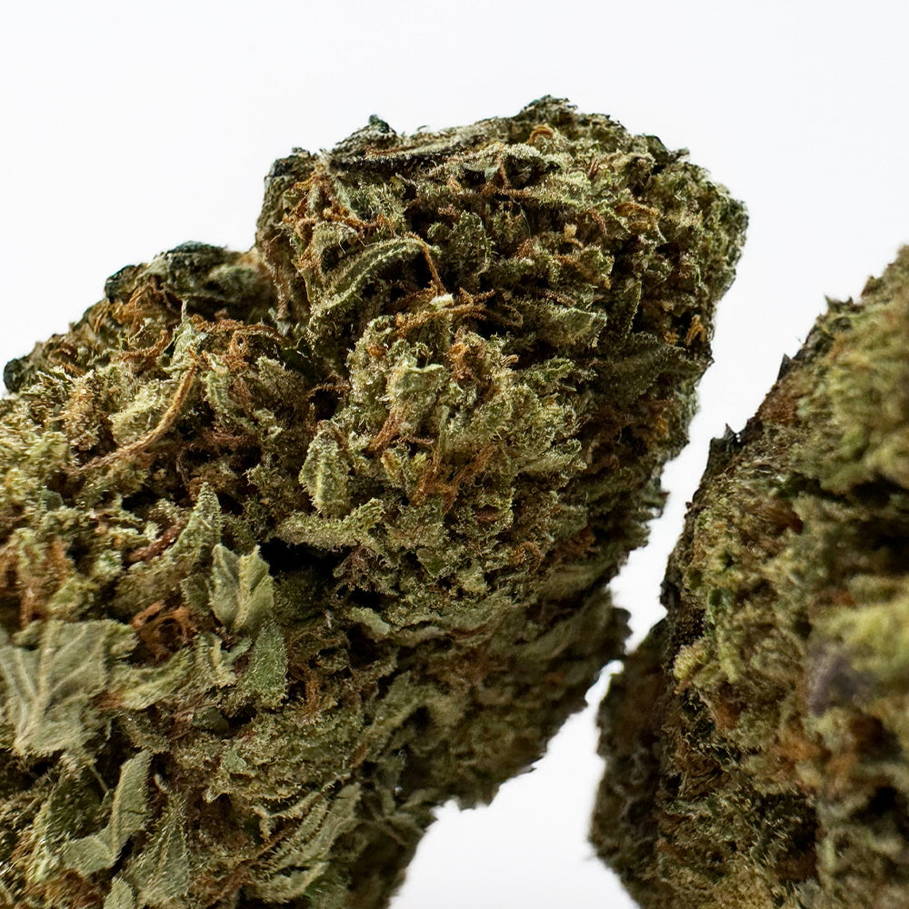 Critical - Hybride USA