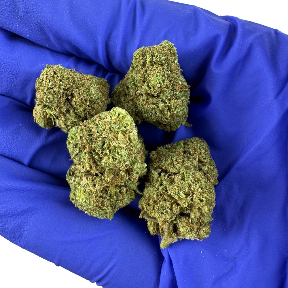 Small buds Fanta - Hybride