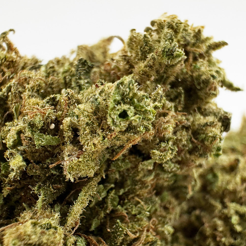 Harley Queen - Glasshouse