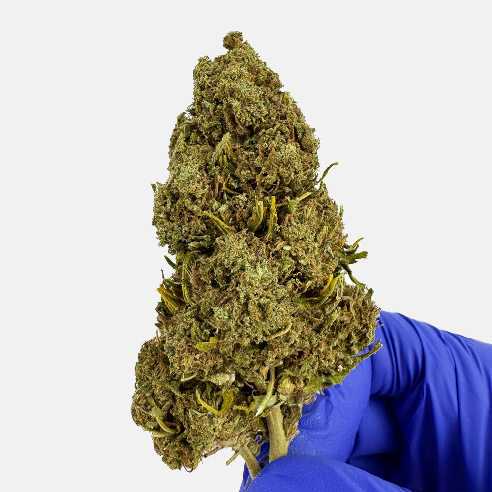 Lemon Tonic - Glasshouse