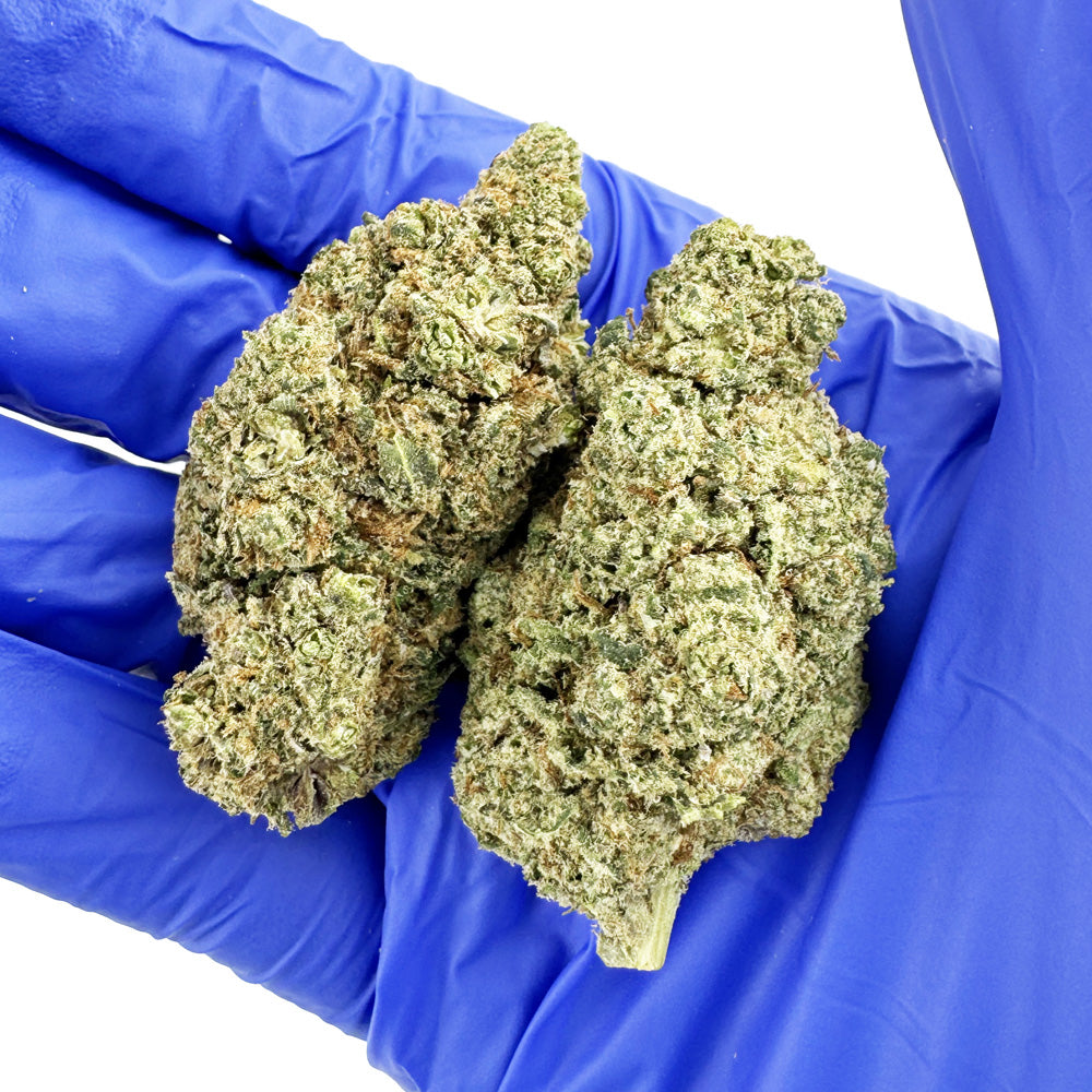 Lester Grinspoon - Indoor Elite USA — photo 6