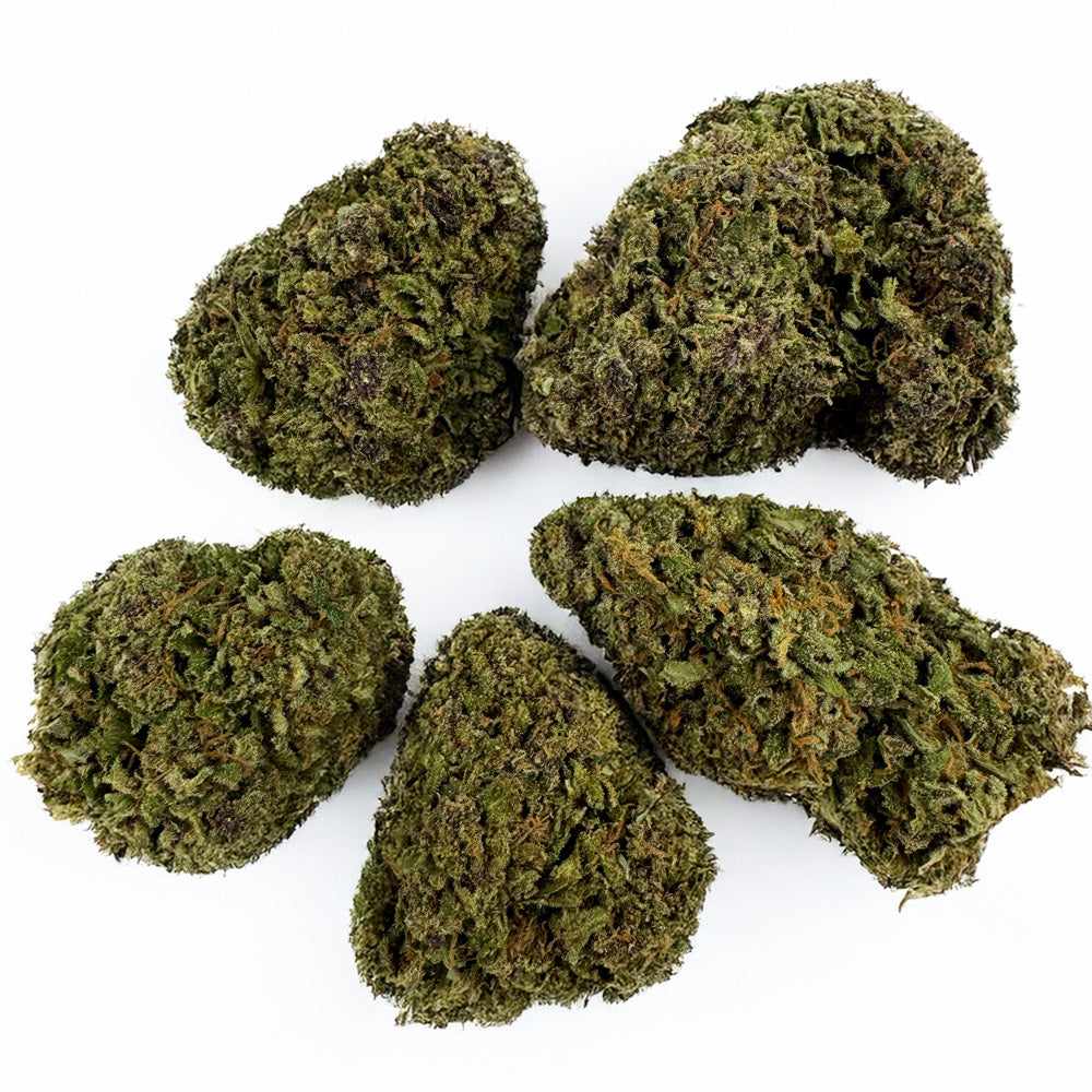 Purple Snowman - Hybride USA