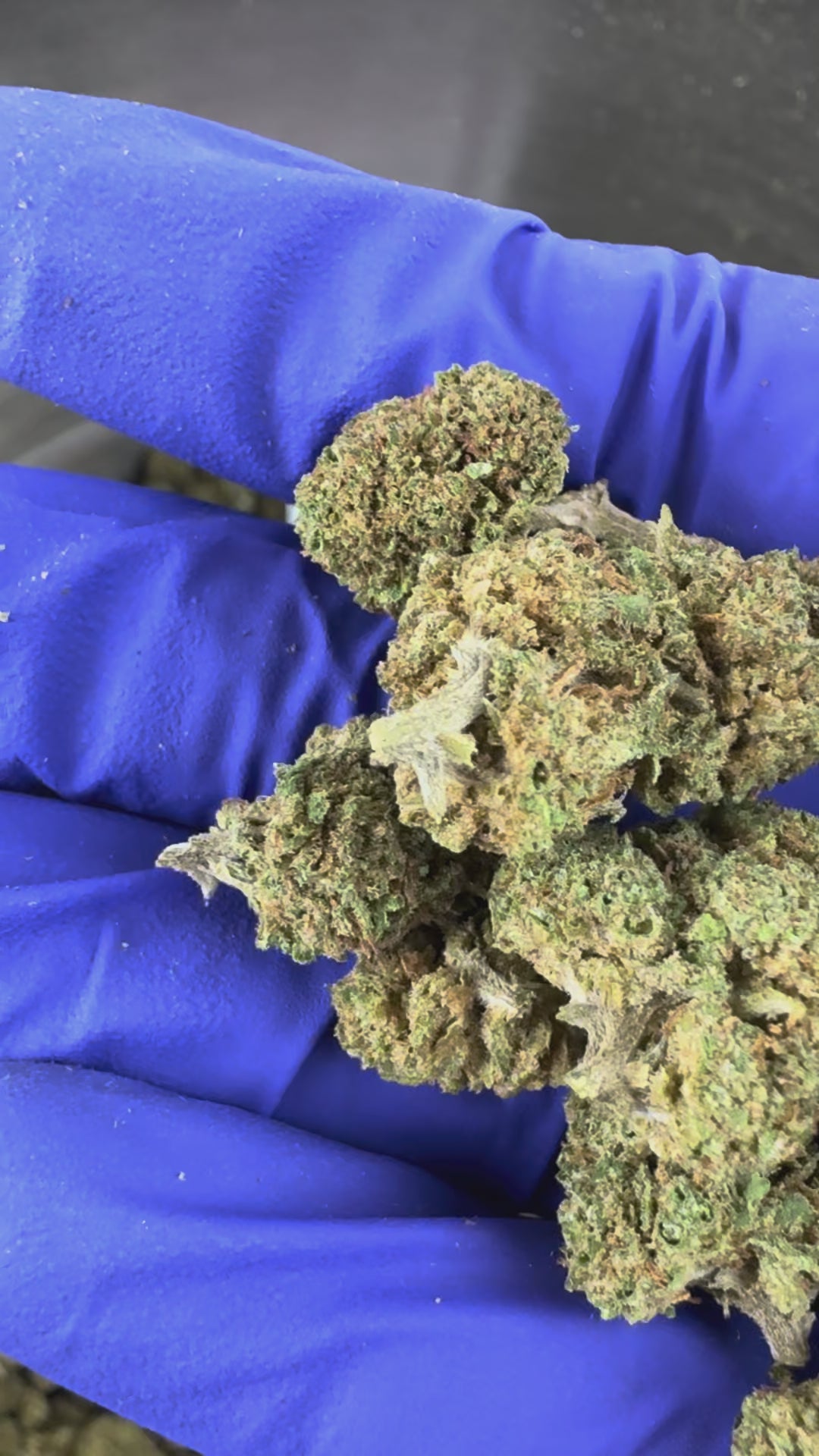 Charger la vidéo: Vidéo de présentation des Small Buds de Fanta Hybride USA