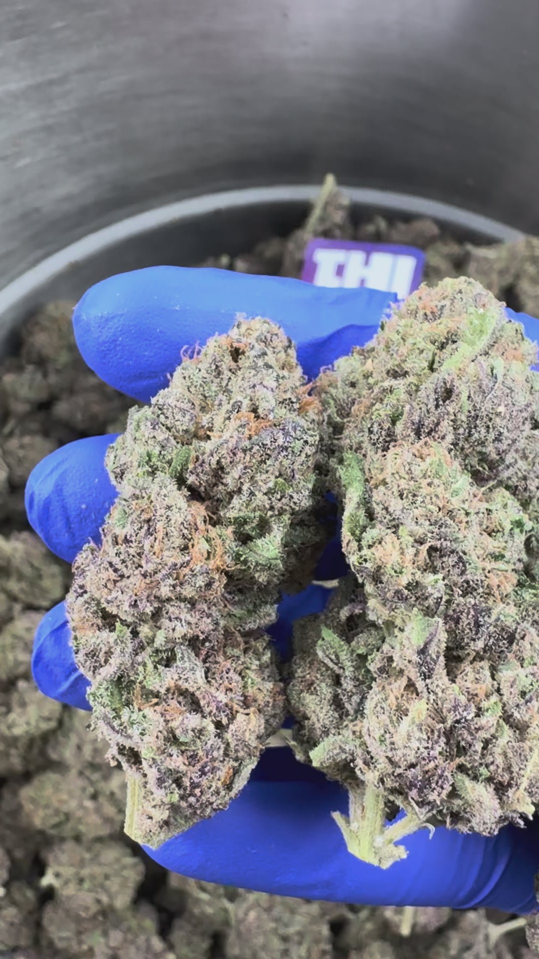 Charger la vidéo: Jelly Cream - Indoor Elite USA — vidéo de présentation