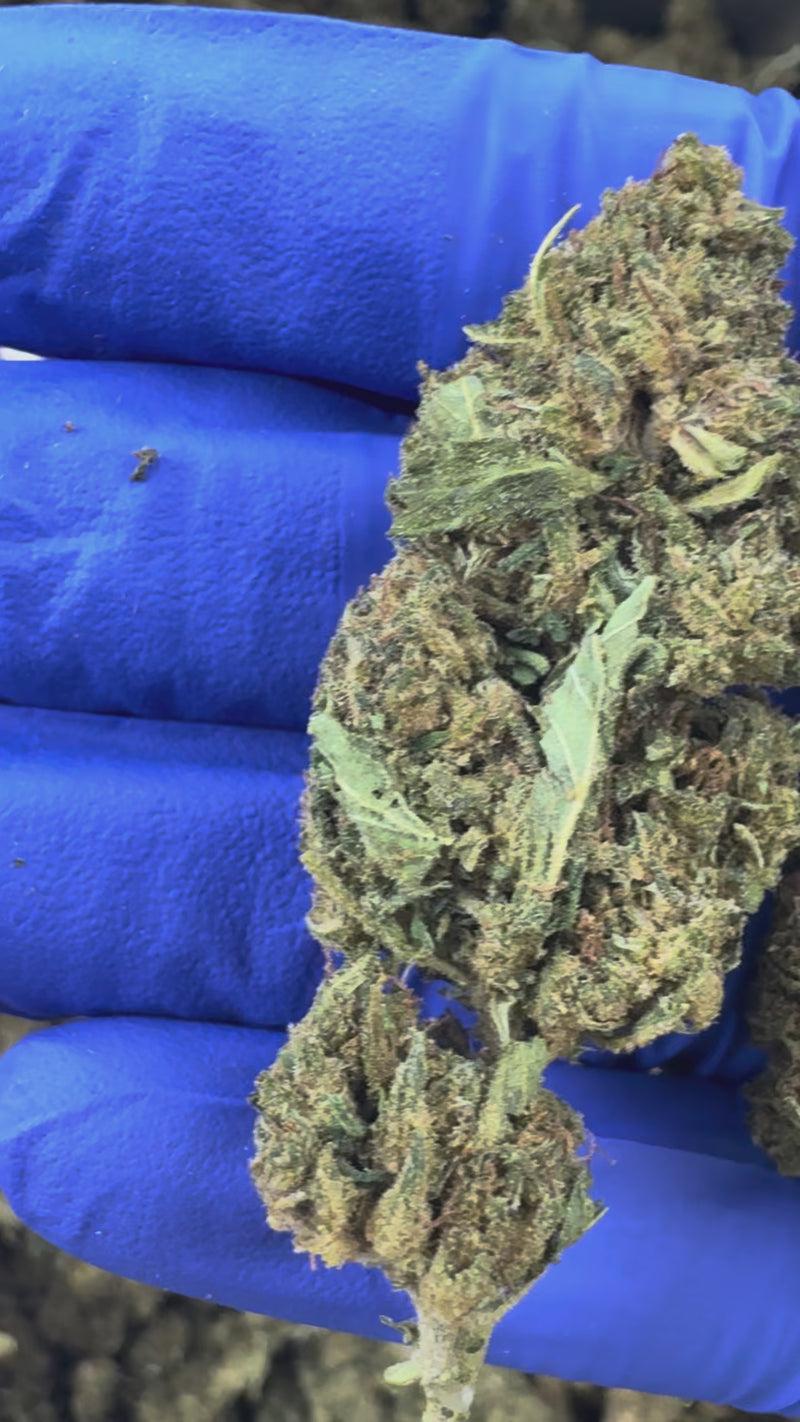 Super Skunk - Greenhouse — vidéo de présentation