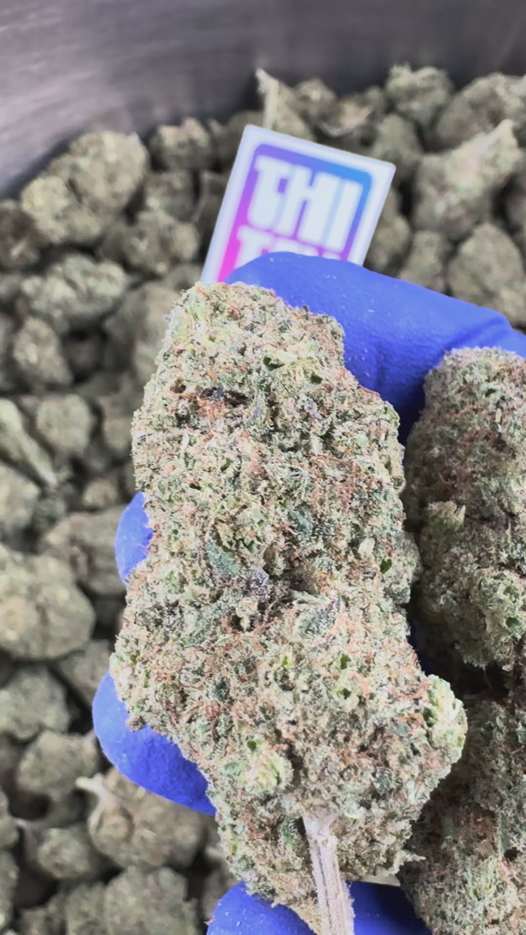 Charger la vidéo: Vidéo de présentation de la Malabar CBD Indoor