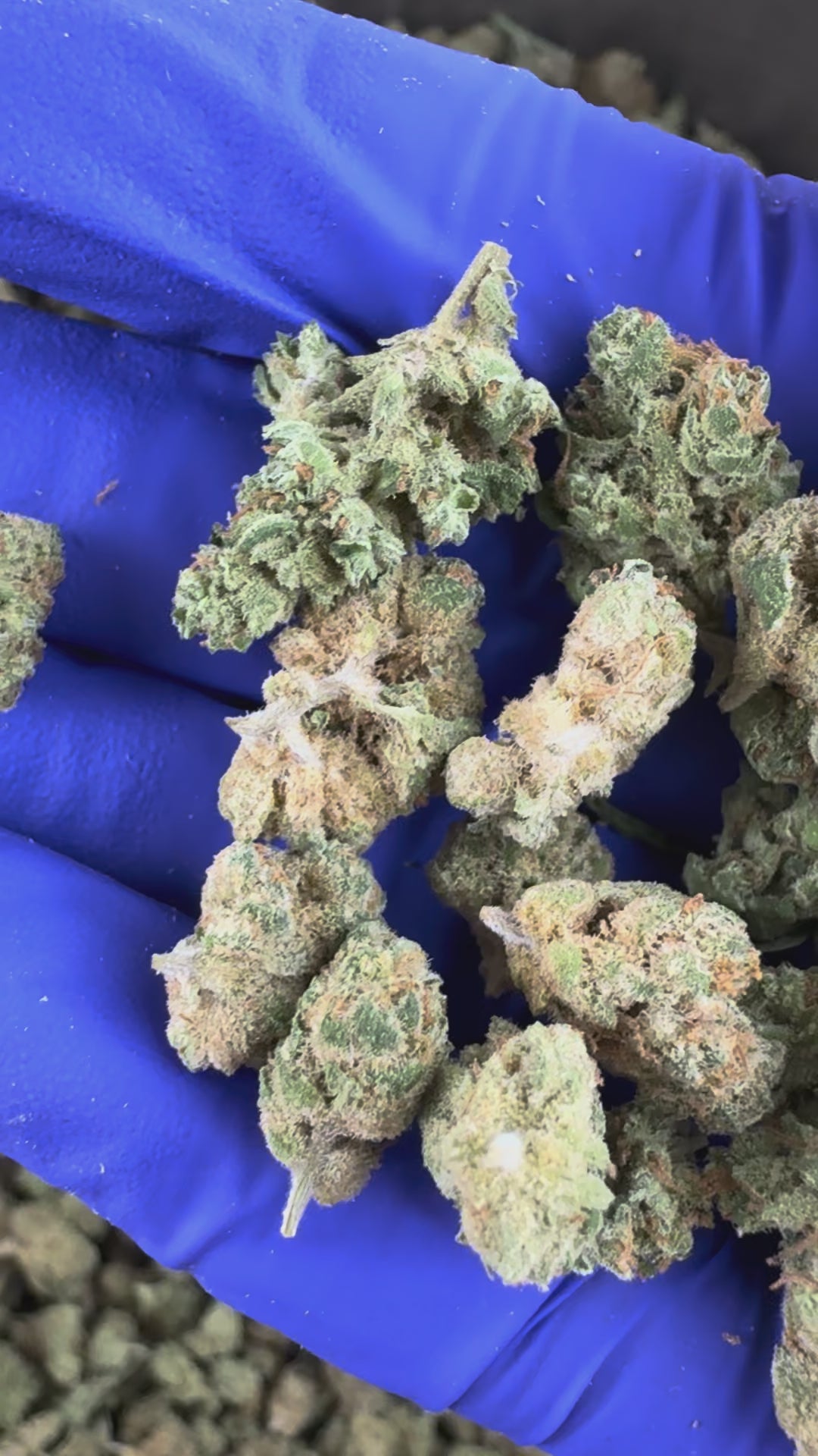 Charger la vidéo: Vidéo de présentation des Small Buds Amnesia JSH CBD Indoor