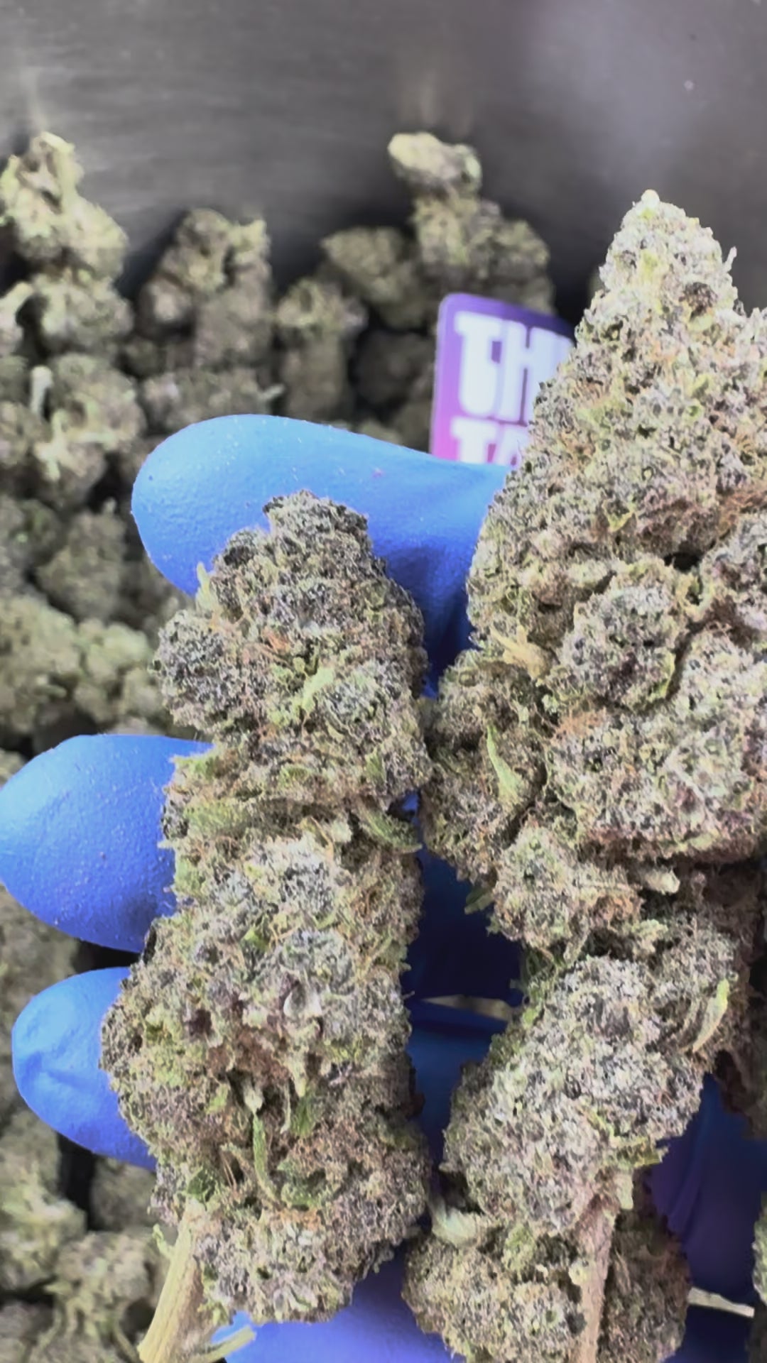Charger la vidéo: White Purple 0% THC - Indoor — vidéo de présentation