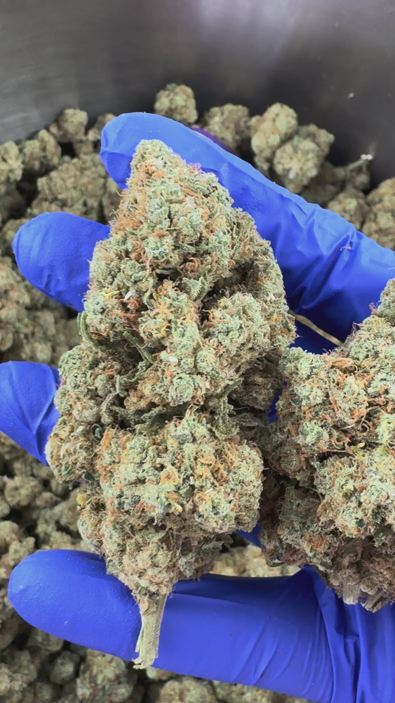 Amnesia JSH B1 CBD - Indoor — vidéo de présentation