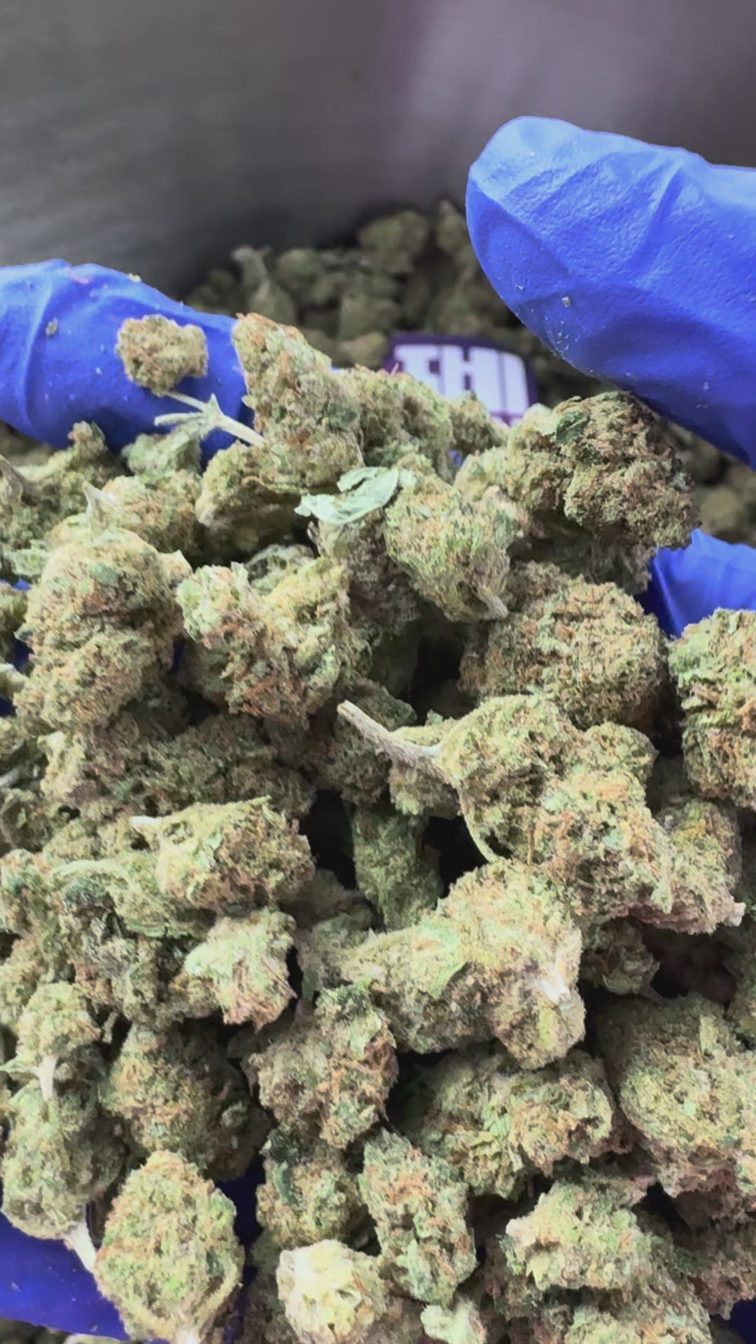 Charger la vidéo: Small buds Goldbar Kush - Indoor — vidéo de présentation