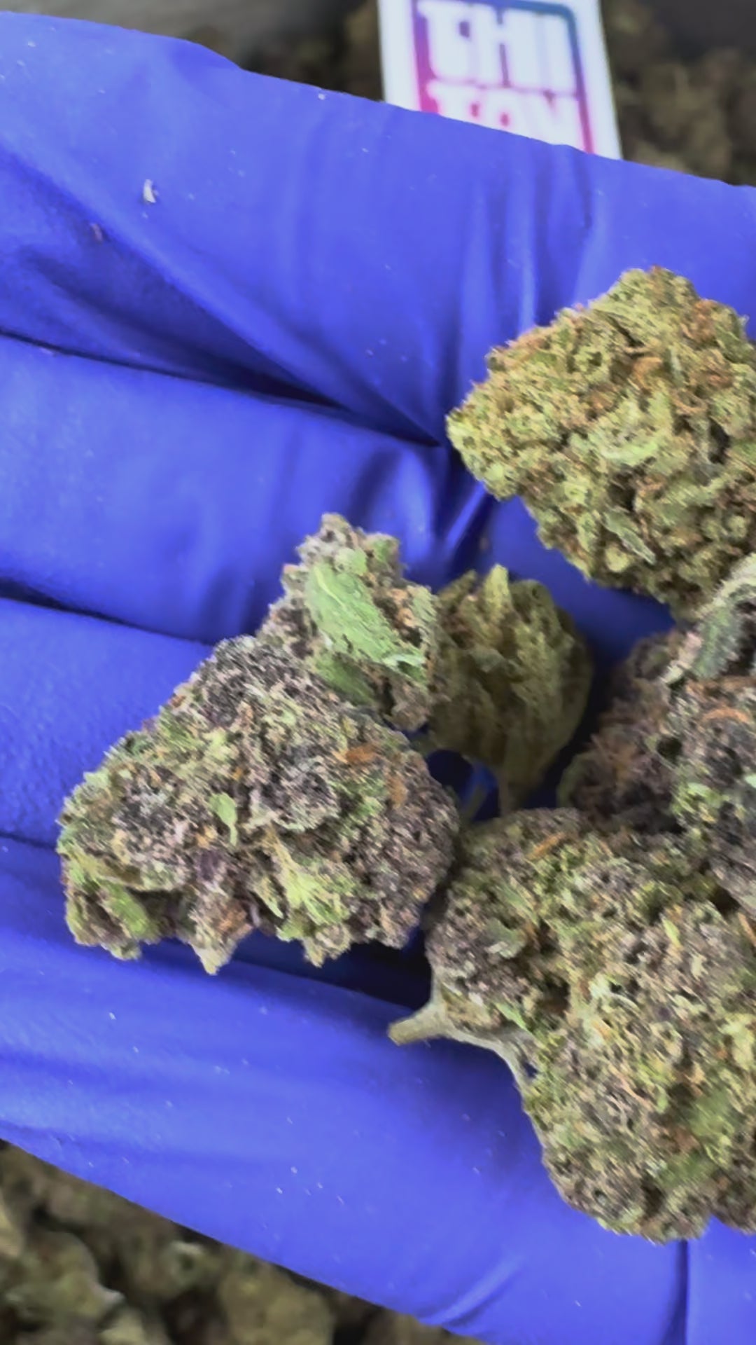 Charger la vidéo: Vidéo de présentation des Small Buds de Purple Snowman Hybride USA