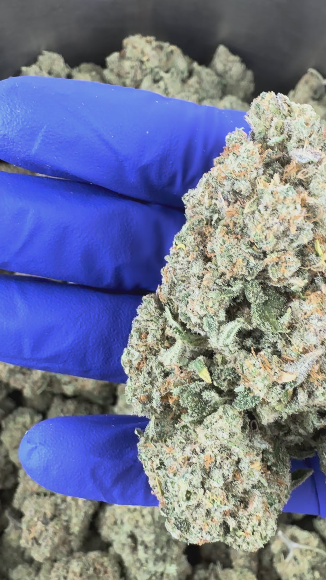 Charger la vidéo: Vidéo de présentation de la Cookies and Cream CBD Indoor