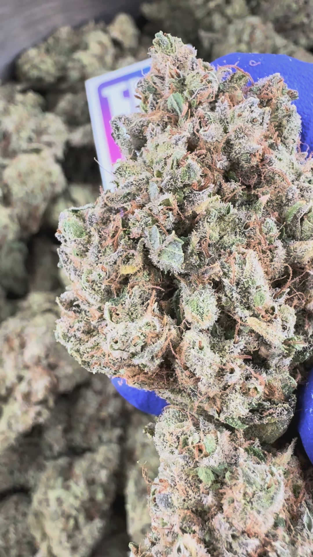 Charger la vidéo: Vidéo de présentation de la Gushers CBD Indoor